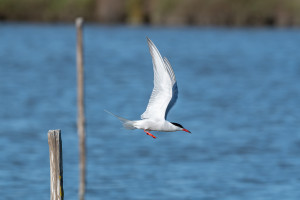 sterna hirundo sterne pierregarin sterna hirundo sterne pierregarin