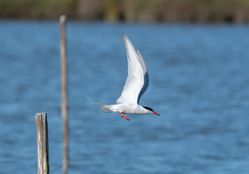 sterna hirundo   sterne pierregarin