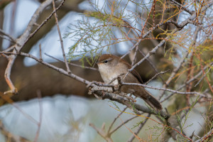 cettia cetti bouscarle de cetti cettia cetti bouscarle de cetti