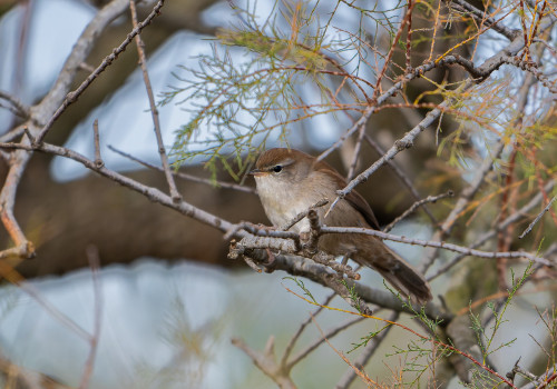 cettia cetti bouscarle de cetti cettia cetti bouscarle de cetti