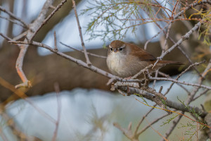 cettia cetti bouscarle de cetti cettia cetti bouscarle de cetti