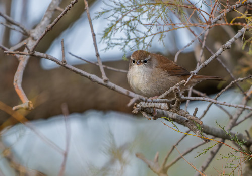 cettia cetti bouscarle de cetti cettia cetti bouscarle de cetti