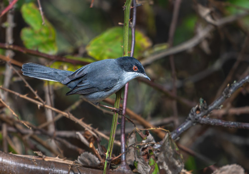curruca melanocephala fauvette melanocephale curruca melanocephala fauvette melanocephale