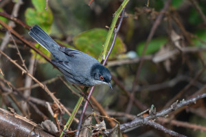 curruca melanocephala fauvette melanocephale curruca melanocephala fauvette melanocephale