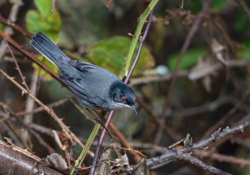 curruca melanocephala fauvette melanocephale curruca melanocephala fauvette melanocephale