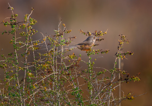 curruca undata fauvette pitchou curruca undata fauvette pitchou