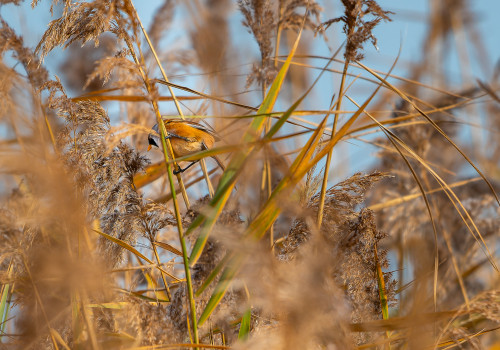 panurus biarmicus panure a moustaches panurus biarmicus panure a moustaches