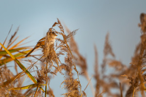 panurus biarmicus panure a moustaches panurus biarmicus panure a moustaches