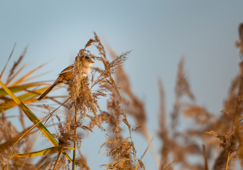 panurus biarmicus panure a moustaches panurus biarmicus panure a moustaches