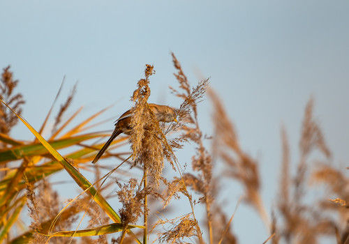 panurus biarmicus panure a moustaches panurus biarmicus panure a moustaches