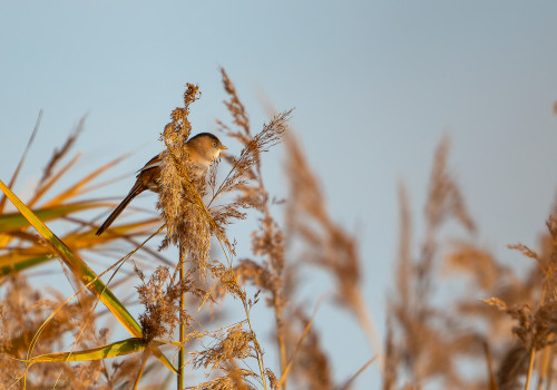 panurus biarmicus panure a moustaches panurus biarmicus panure a moustaches