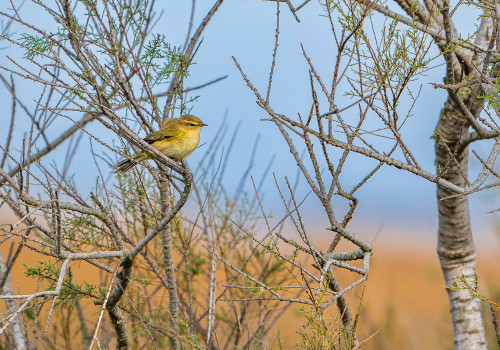 phylloscopus trochilus pouillot fitis phylloscopus trochilus pouillot fitis