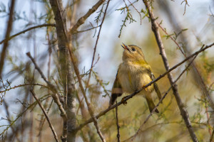 regulus regulus roitelet huppe regulus regulus roitelet huppe