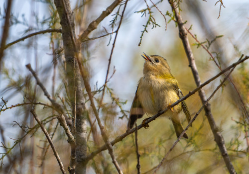 regulus regulus roitelet huppe regulus regulus roitelet huppe