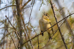 regulus regulus roitelet huppe regulus regulus roitelet huppe