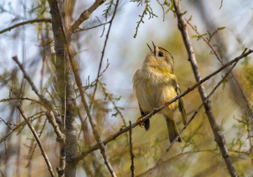 regulus regulus roitelet huppe regulus regulus roitelet huppe