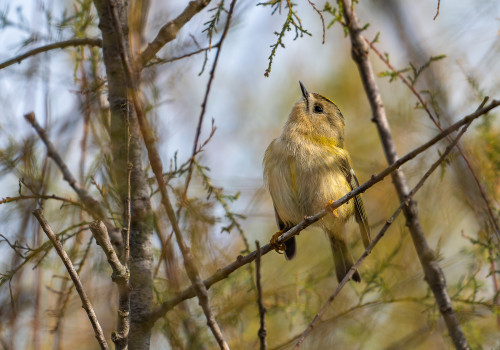 regulus regulus roitelet huppe regulus regulus roitelet huppe