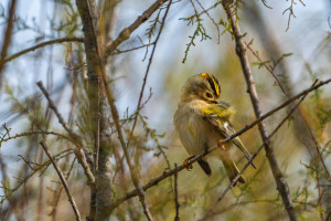 regulus regulus roitelet huppe regulus regulus roitelet huppe