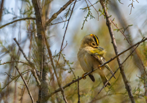 regulus regulus roitelet huppe regulus regulus roitelet huppe