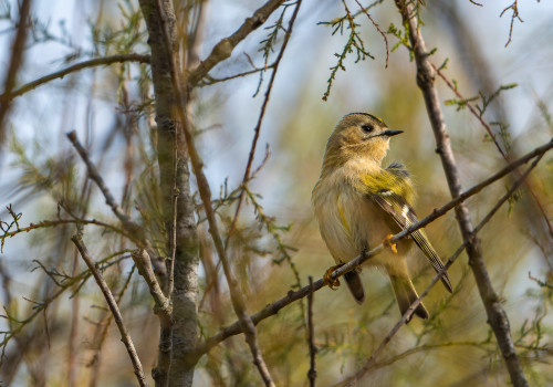 regulus regulus roitelet huppe regulus regulus roitelet huppe