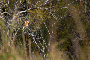 saxicola rubicola tarier patre saxicola rubicola tarier patre