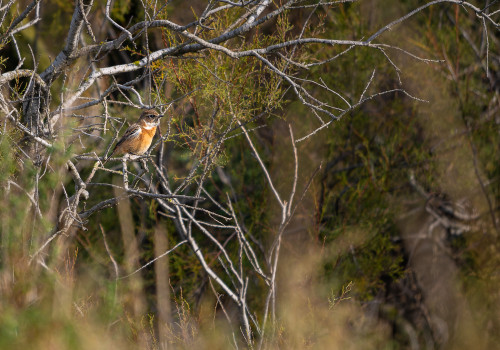 saxicola rubicola tarier patre saxicola rubicola tarier patre