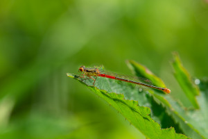 ceriagrion tenellum l agrion delicat femelle ceriagrion tenellum l agrion delicat femelle