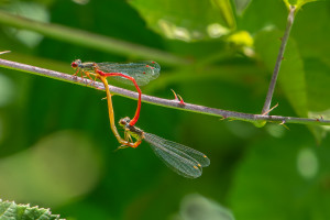 ceriagrion tenellum agrion delicat coeur copulatoire ceriagrion tenellum agrion delicat coeur copulatoire