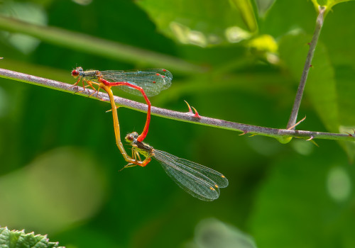 ceriagrion tenellum agrion delicat coeur copulatoire ceriagrion tenellum agrion delicat coeur copulatoire