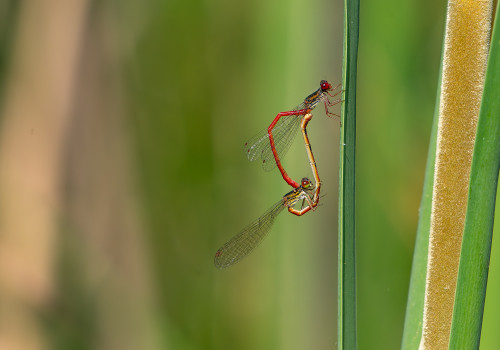 ceriagrion tenellum agrion delicat coeur copulatoire ceriagrion tenellum agrion delicat coeur copulatoire