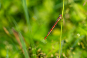 ceriagrion tenellum agrion delicat femelle ceriagrion tenellum agrion delicat femelle