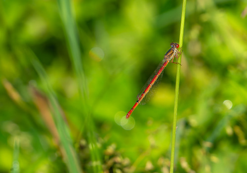 ceriagrion tenellum agrion delicat femelle ceriagrion tenellum agrion delicat femelle