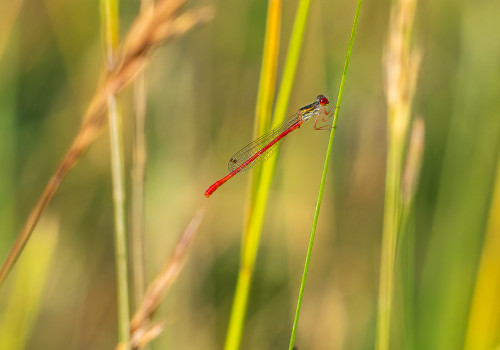 ceriagrion tenellum agrion delicat male ceriagrion tenellum agrion delicat male