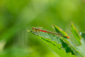 ceriagrion tenellum l agrion delicat femelle ceriagrion tenellum l agrion delicat femelle