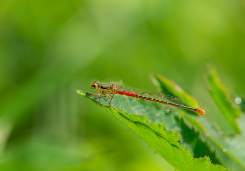 ceriagrion tenellum l agrion delicat femelle ceriagrion tenellum l agrion delicat femelle