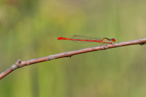 ceriagrion tenellum l agrion delicat male ceriagrion tenellum l agrion delicat male