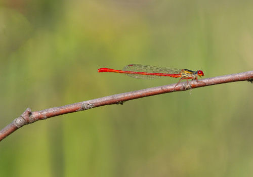 ceriagrion tenellum l agrion delicat male ceriagrion tenellum l agrion delicat male