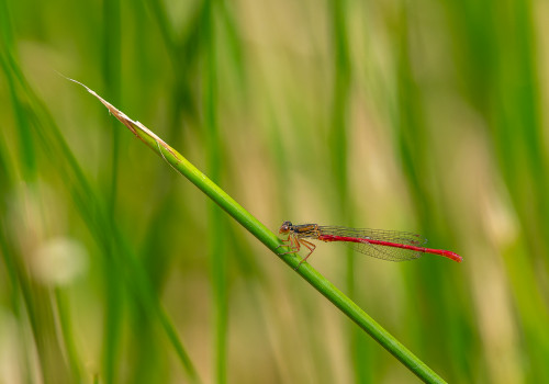 ceriagrion tenellum l agrion delicat male ceriagrion tenellum l agrion delicat male
