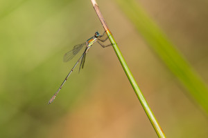 chalcolestes viridis le leste vert male 10 chalcolestes viridis le leste vert male 10