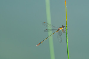 chalcolestes viridis le leste vert male 10 chalcolestes viridis le leste vert male 10