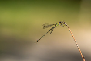 chalcolestes viridis le leste vert male chalcolestes viridis le leste vert male