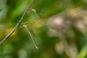 chalcolestes viridis le leste vert tandem chalcolestes viridis le leste vert tandem