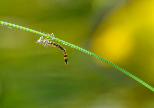 chalcolestes viridis   leste vert exuvie