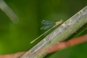 chalcolestes viridis leste vert male chalcolestes viridis leste vert male
