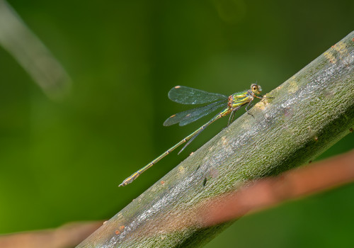 chalcolestes viridis   leste vert male
