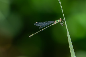 chalcolestes viridis leste vert male chalcolestes viridis leste vert male