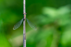 chalcolestes viridis leste vert male chalcolestes viridis leste vert male