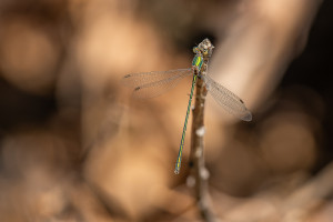 chalcolestes viridis leste vert male chalcolestes viridis leste vert male