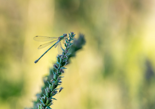 chalcolestes viridis  le leste vert  femelle