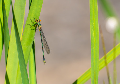 chalcolestes viridis  le leste vert  femelle